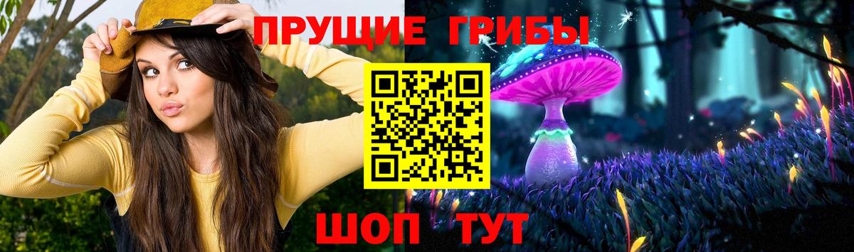 Галлюциногенные грибы Psilocybine cubensis Курчалой